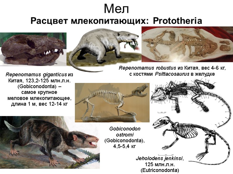 Мел Расцвет млекопитающих: Prototheria Repenomamus giganticus из Китая, 123,2-125 млн.л.н. (Gobiconodonta) – самое крупное